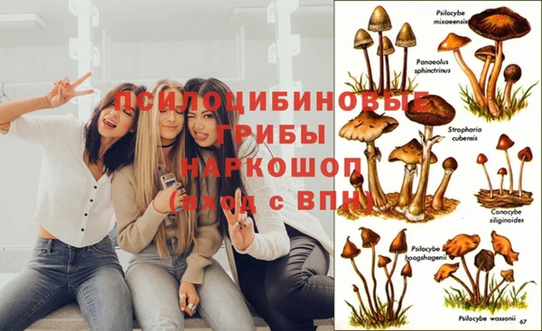 стафф Гусев